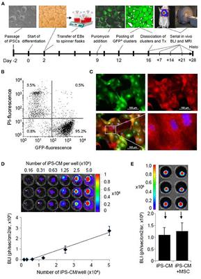 Co-transplantation of Mesenchymal Stromal Cells and Induced Pluripotent Stem Cell-Derived Cardiomyocytes Improves Cardiac Function After Myocardial Damage